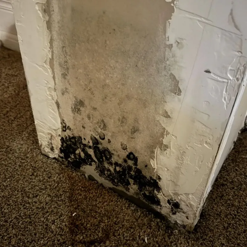 Professional Mold Removal in Jackson, CA